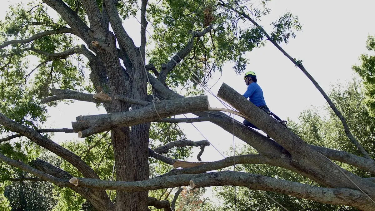 Professional Crown Thinning performed by certified arborists in Plato