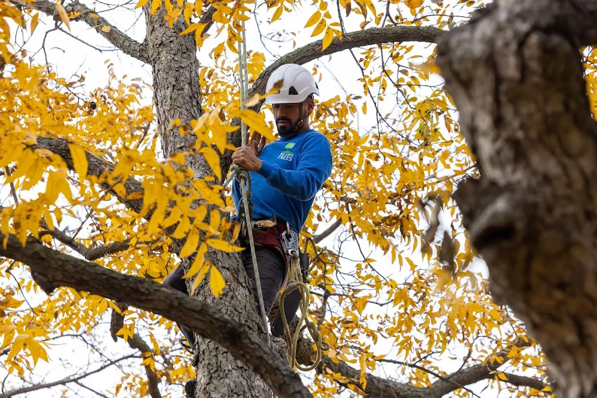 Skilled Emergency Tree Service crew working in Plato