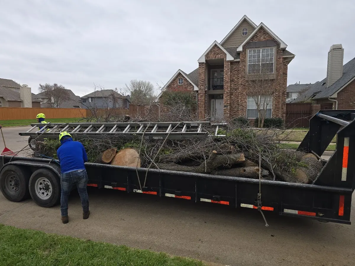 Expert Tree Fertilization with proper safety equipment in Plato